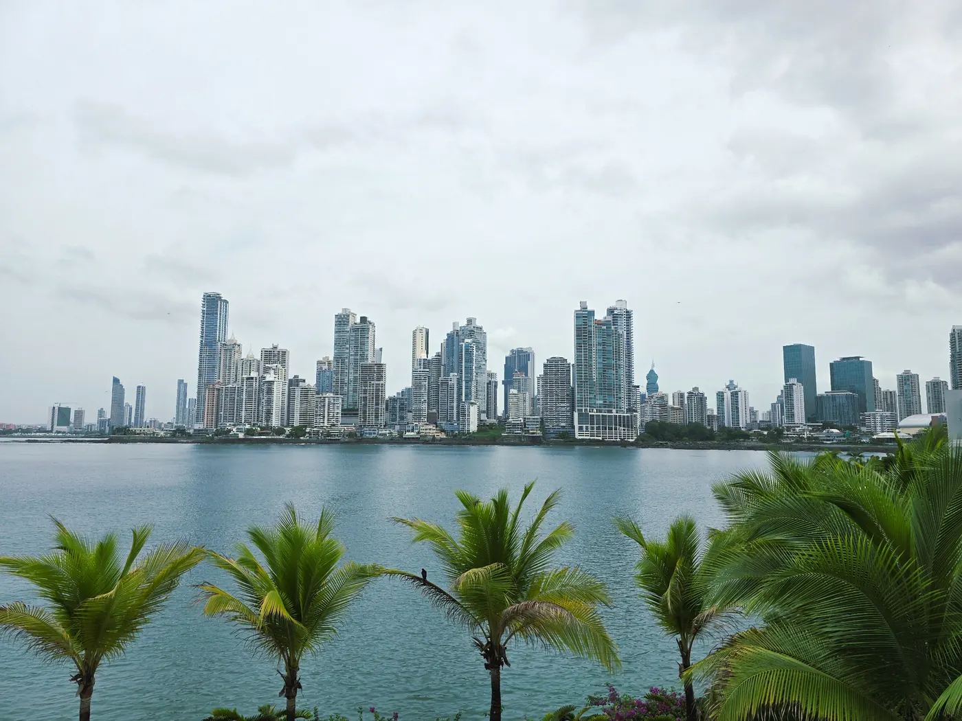 Panama bay and palms